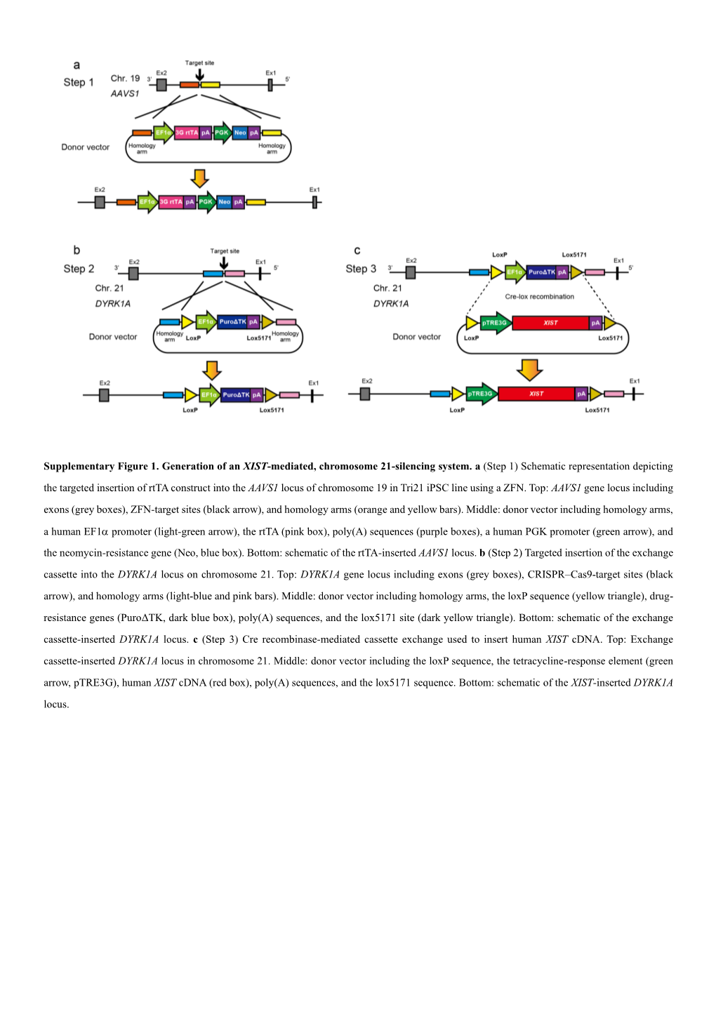 Supplementary Figure 1. Generation of an XIST-Mediated, Chromosome 21-Silencing System