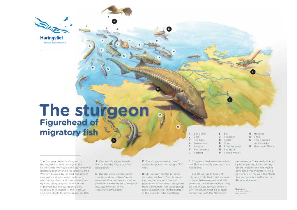 Factsheet "The Sturgeon; Figurehead of Migratory Fish"