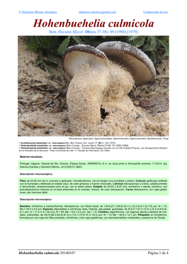 Hohenbuehelia Culmicola Culmicola Hohenbuehelia 4 De 1 Página 20140107