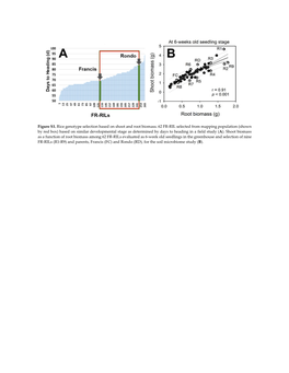 Figure S1. Rice Genotype Selection Based on Shoot and Root Biomass