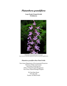 Platanthera Grandiflora (Large Purple Fringed Orchid)