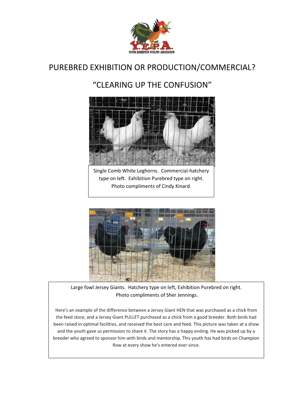 Hatchery Or Purebred Exhibition Poultry