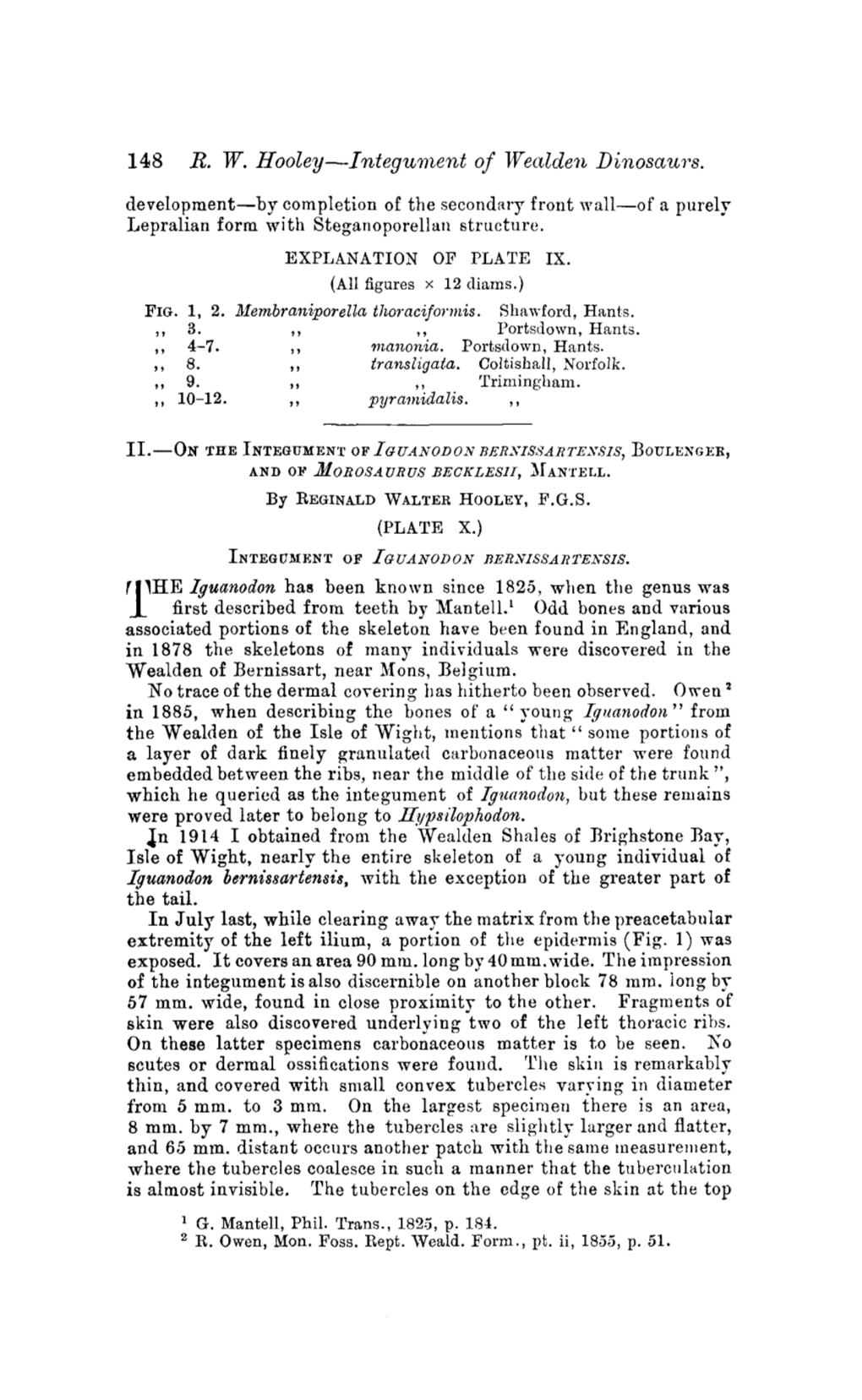 148 R. W. Hooley—Integument of Wealden Dinosaurs