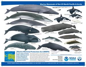 Marine Mammals of the US North Pacific & Arctic