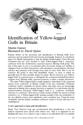 Identification of Yellow-Legged Gulls in Britain