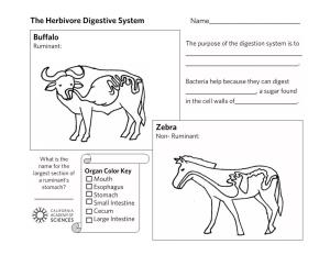The Herbivore Digestive System Buffalo Zebra