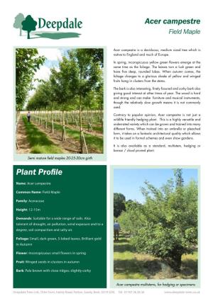 Acer Campestre Field Maple
