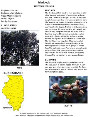 Black Oak Quercus Velutina Tree Acorns ILLINOIS RANGE
