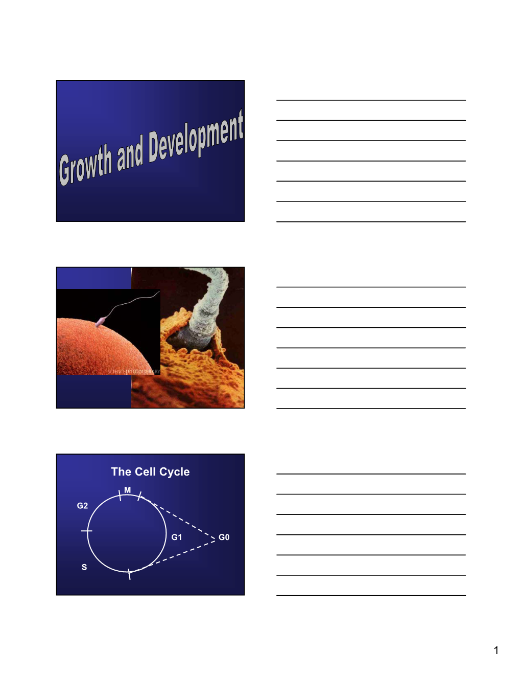 The Cell Cycle M G2