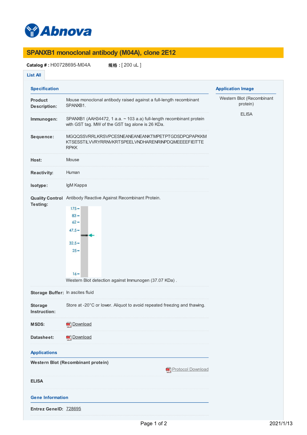 SPANXB1 Monoclonal Antibody (M04A), Clone 2E12