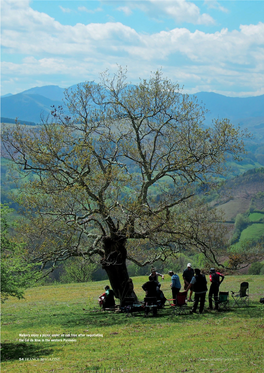 Walkers Enjoy a Picnic Under an Oak Tree After Negotiating the Col De Nive in the Western Pyrénées