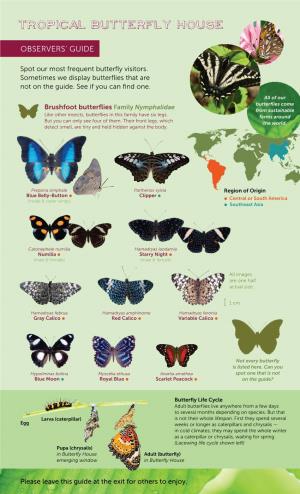 Butterfly Identification Guide