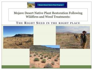 Mojave Desert Native Plant Program Mojave Desert Restoration Challenges: It’S Hot and Dry!