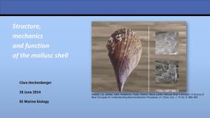 Structure, Mechanics and Function of the Mollusc Shell