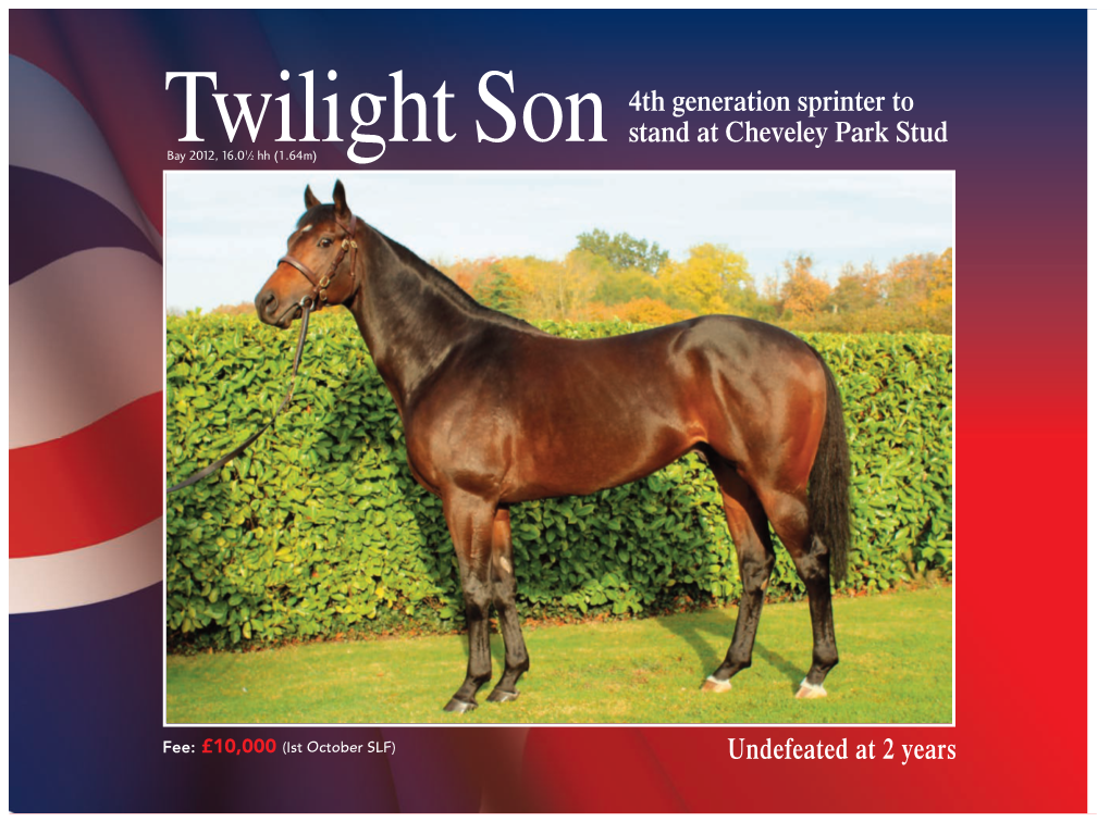 Twilight Son Stand at Cheveley Park Stud 1 Bay 2012, 16.0 ⁄2 Hh (1.64M)