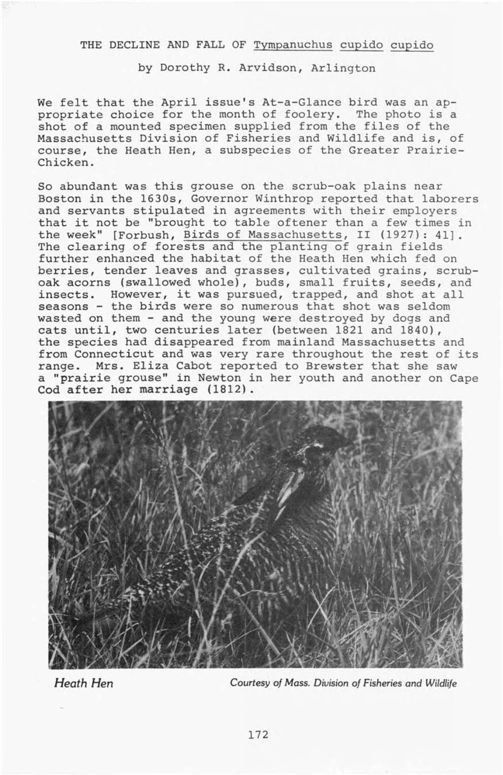 THE DECLINE and FALL of Tympanuchus Cupido Cupido by Dorothy R. Arvidson, Arlington We Felt That the April Issue's At-A-Glance B