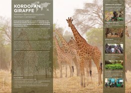 Kordofan GIRAFFE Giraffe Population in the WBE Western Bénoué Ecosystem, Northern Cameroon