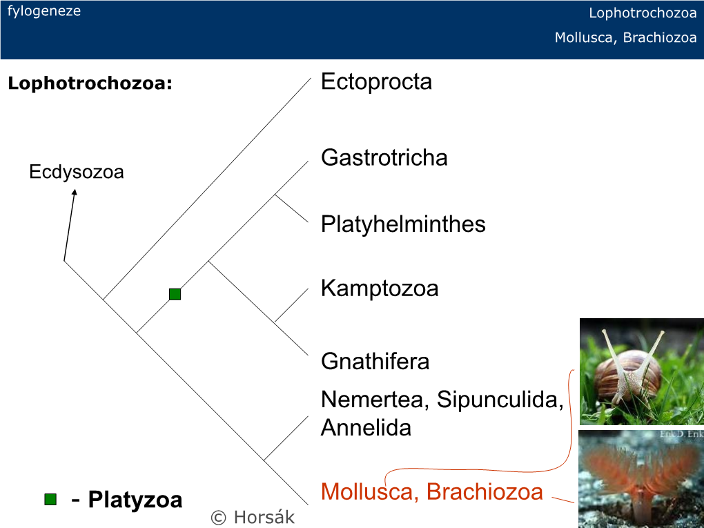 Mollusca, Brachiozoa