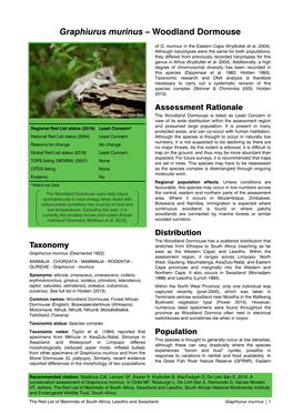 Graphiurus Murinus – Woodland Dormouse