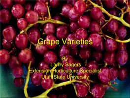 Grape Varieties