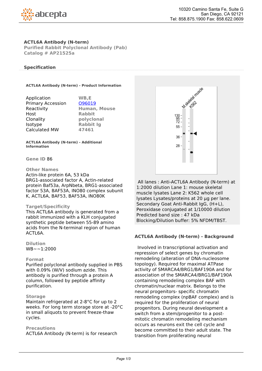 ACTL6A Antibody (N-Term) Purified Rabbit Polyclonal Antibody (Pab) Catalog # Ap21525a