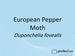 European Pepper Moth Duponchelia Fovealis European Pepper Moth