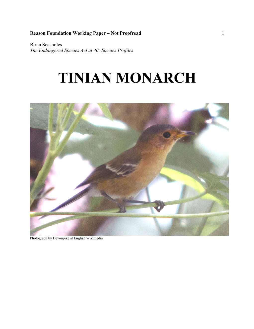 Tinian Monarch