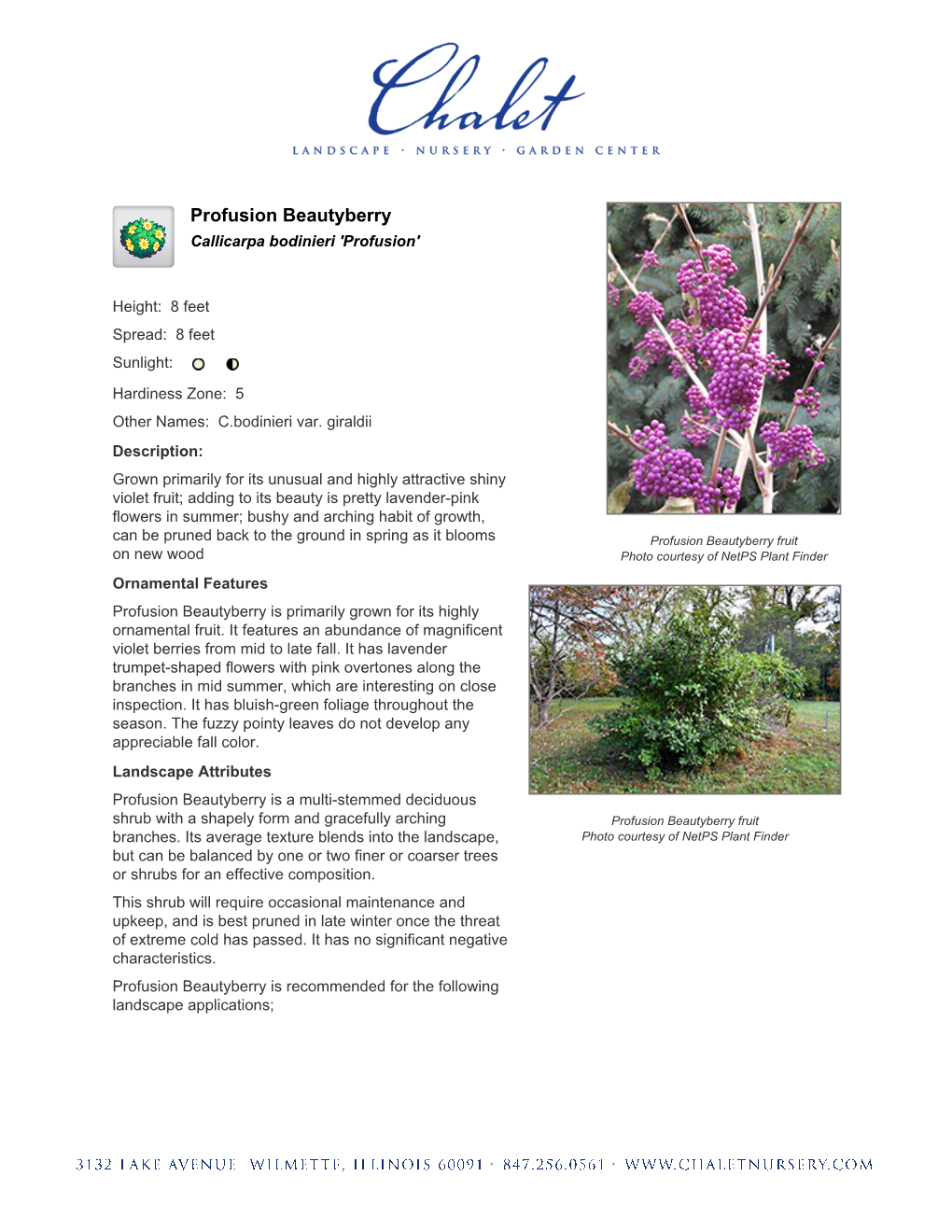 Chalet Nursery Profusion Beautyberry