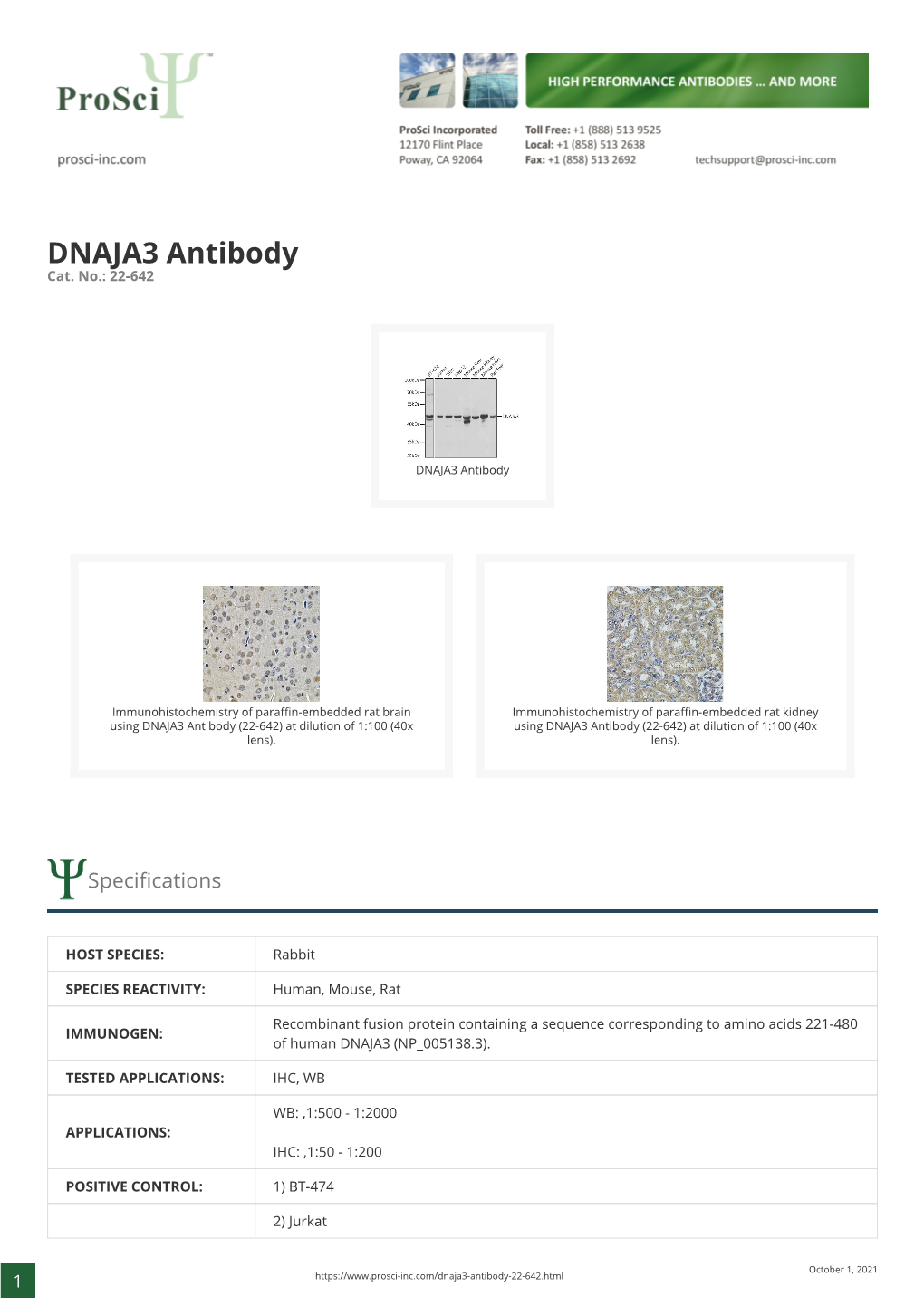 DNAJA3 Antibody Cat