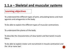 1.1.A – Skeletal and Muscular Systems
