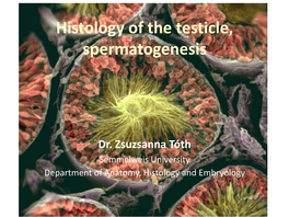 Histology of the Testicle, Spermatogenesis