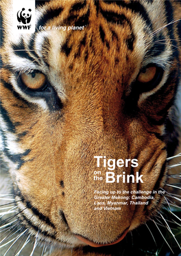 Tigers the Brink