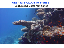 Coral Reef Fish Biology