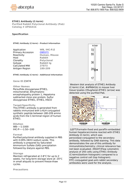 ETHE1 Antibody (C-Term) Purified Rabbit Polyclonal Antibody (Pab) Catalog # Ap6641b