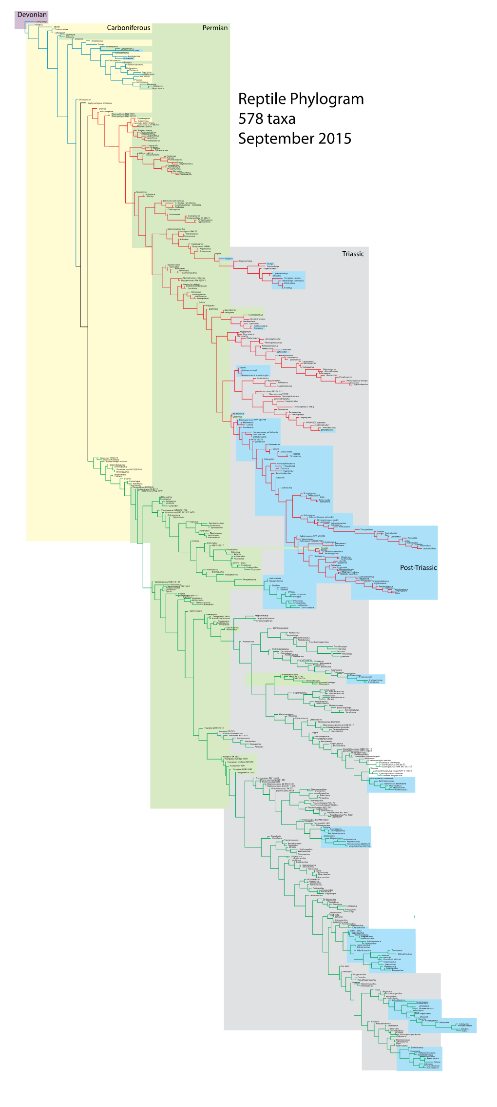 Reptile Phylogram 578 Taxa September 2015