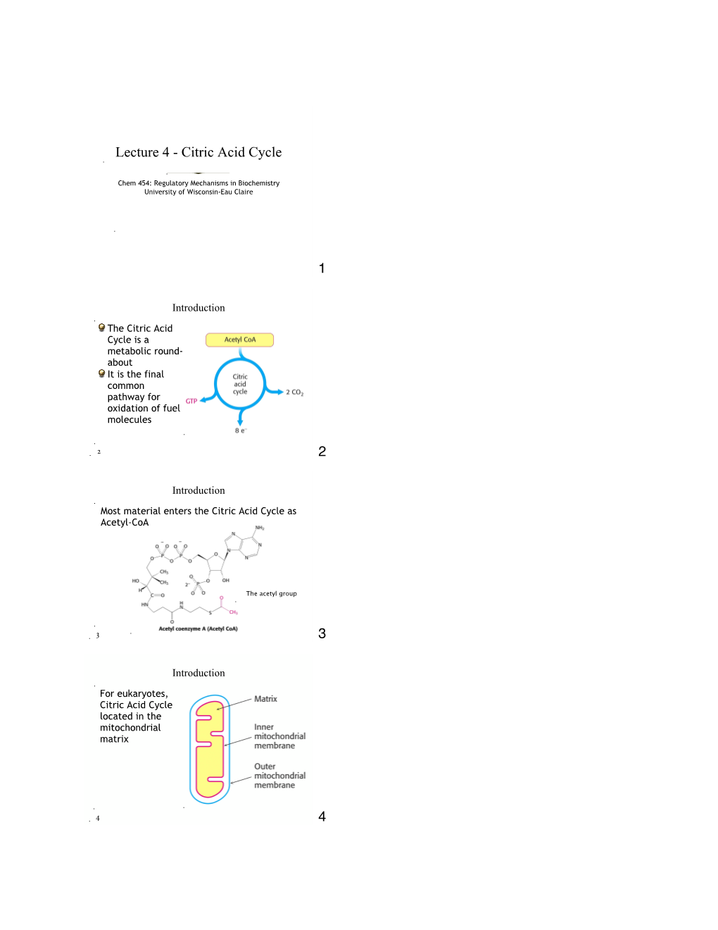 Lecture 4 - Citric Acid Cycle