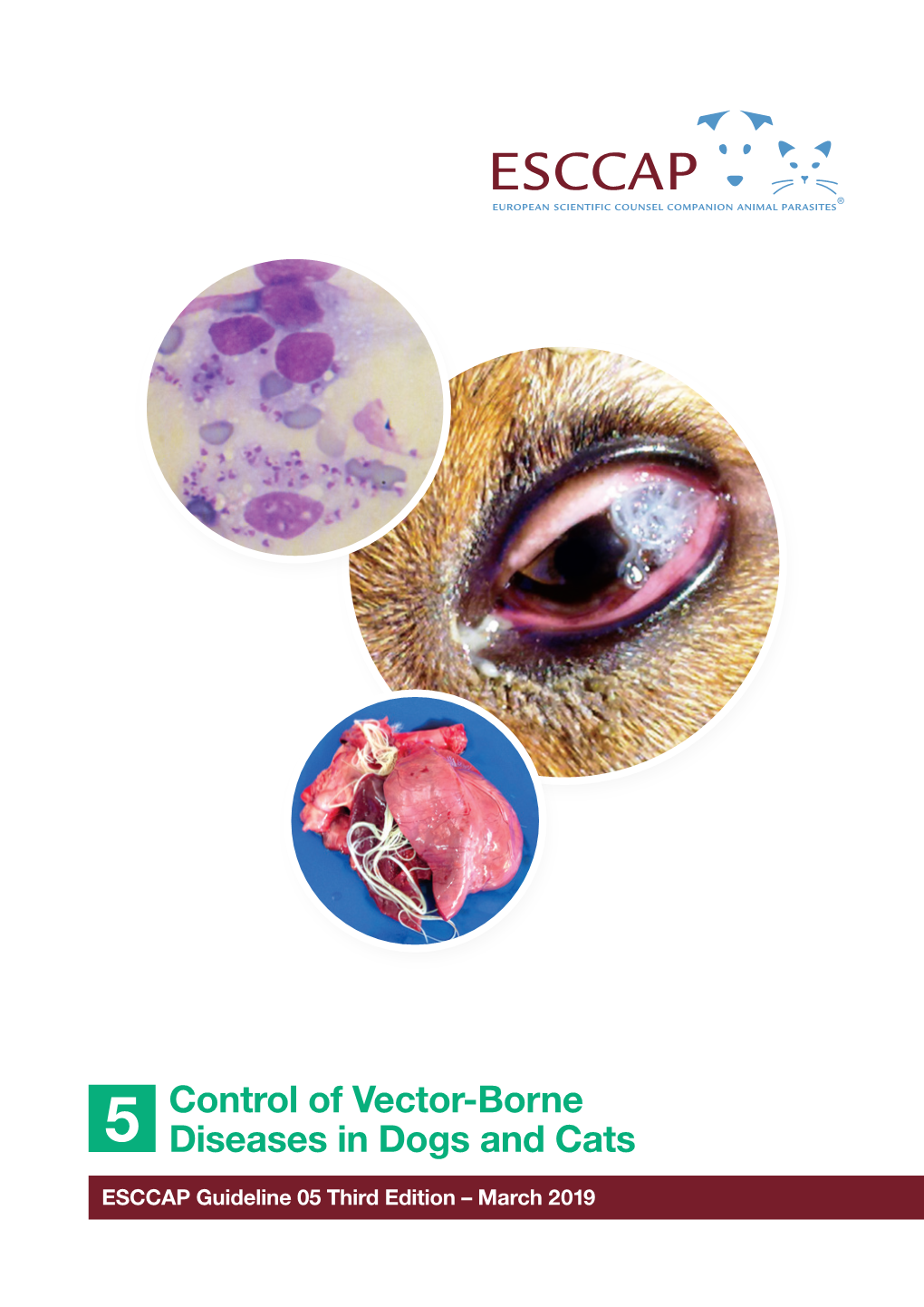 Control of Vector-Borne Diseases in Dogs and Cats