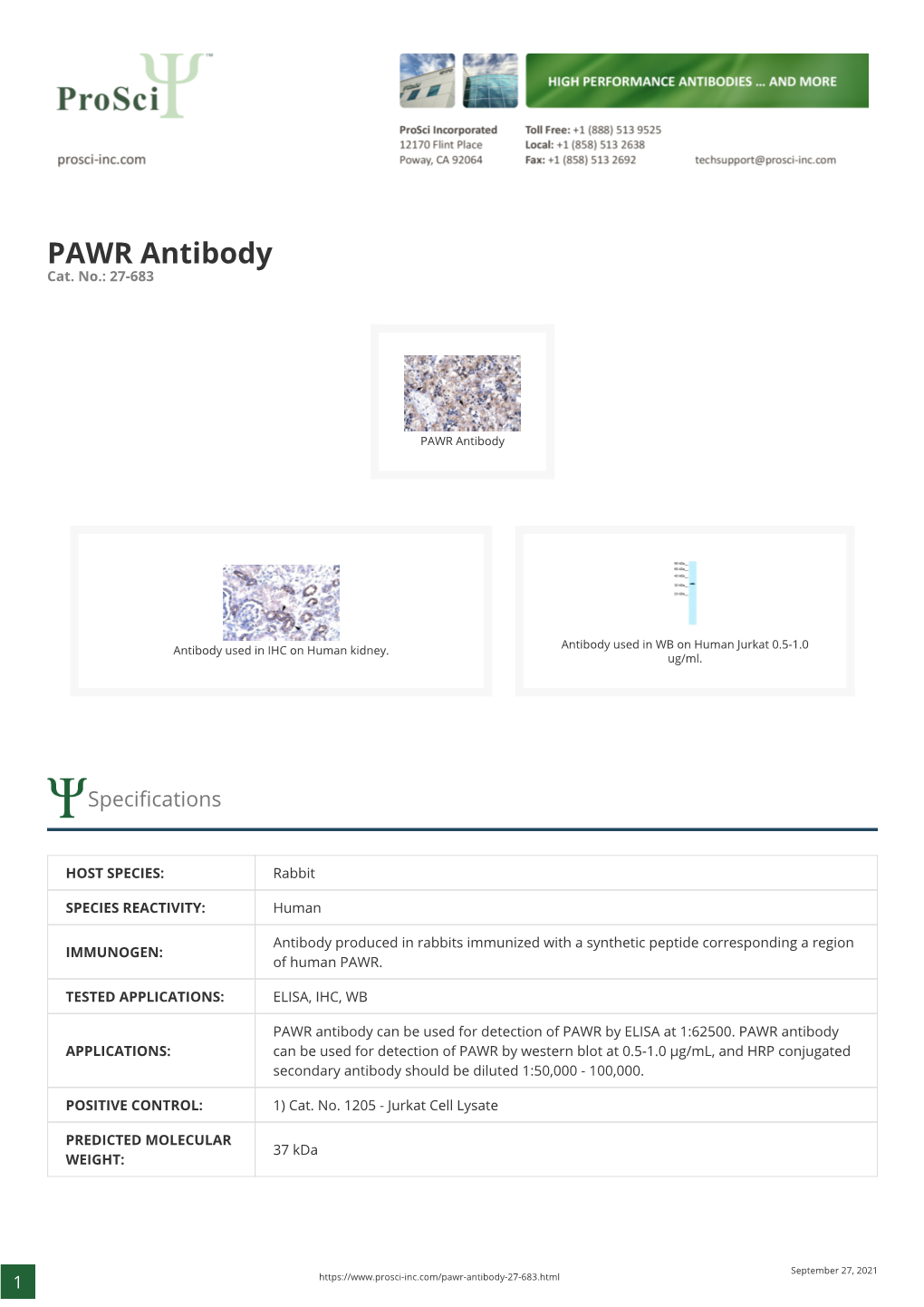 PAWR Antibody Cat