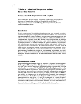 Triadin, a Linker for Calsequestrin and the Ryanodine Receptor