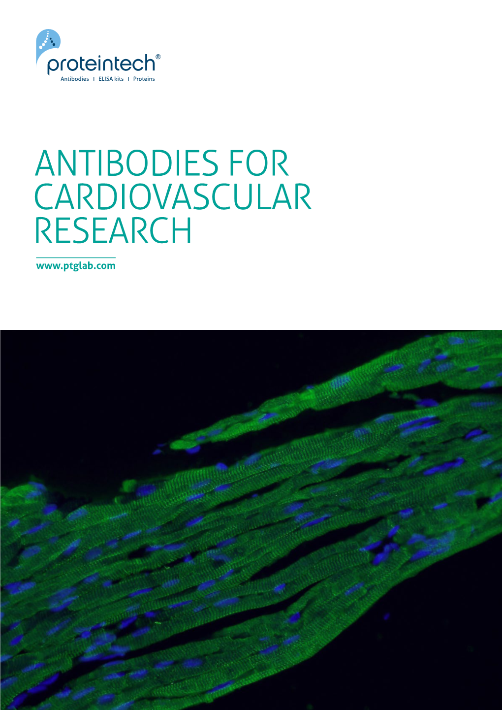 CARDIOVASCULAR RESEARCH 2 Antibodies for Cardiovascular Research