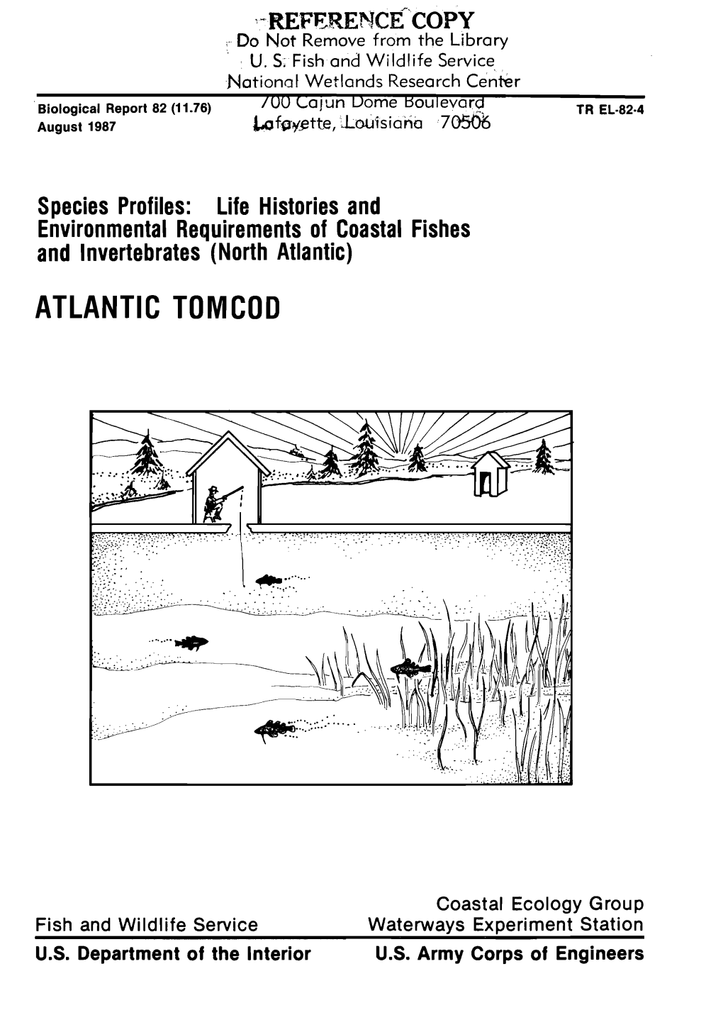 Atlantic Tomcod