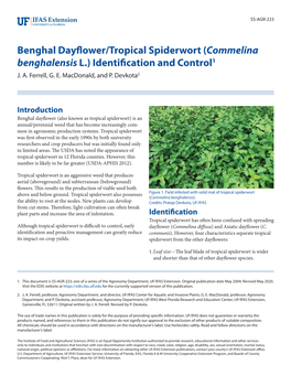 Benghal Dayflower/Tropical Spiderwort (Commelina