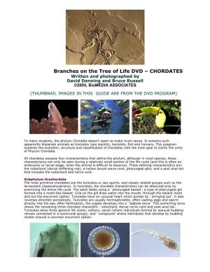 Biology of Chordates Video Guide