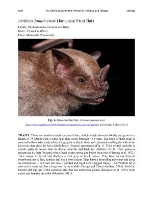 Artibeus Jamaicensis (Jamaican Fruit Bat) Family: Phyllostomidae (Leaf-Nosed Bats) Order: Chiroptera (Bats) Class: Mammalia (Mammals)