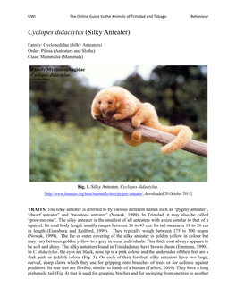 Cyclopes Didactylus (Silky Anteater)