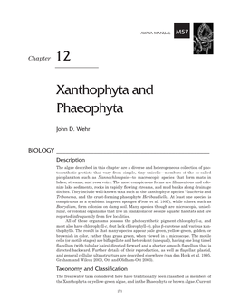 Xanthophyta and Phaeophyta