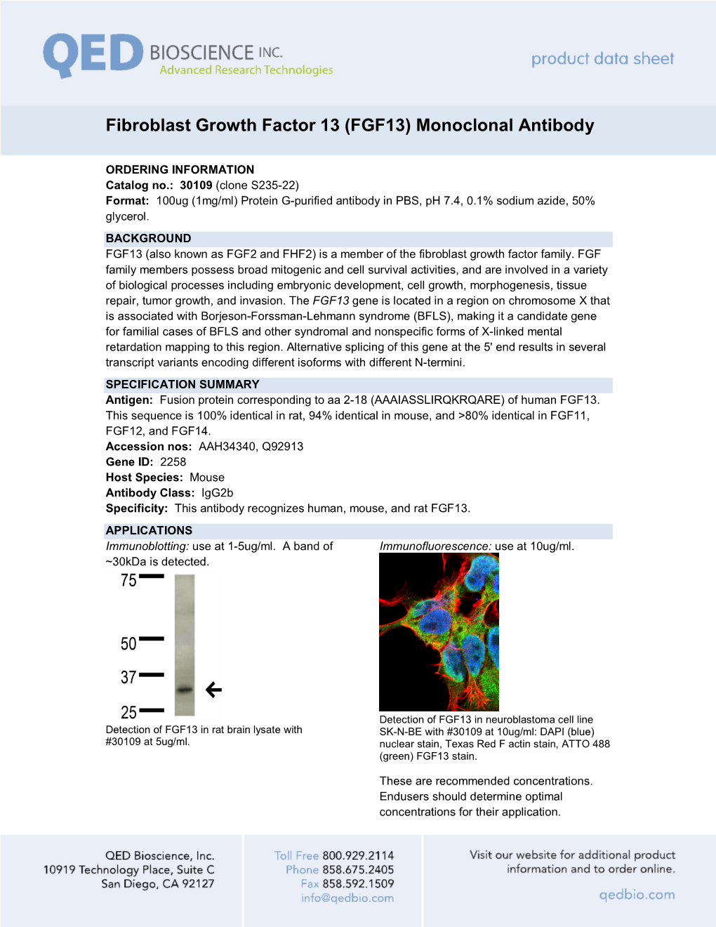 Fibroblast Growth Factor 13 (FGF13) Monoclonal Antibody