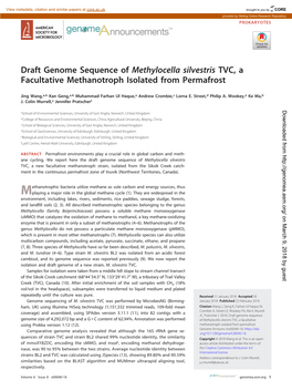 Draft Genome Sequence of Methylocella Silvestris TVC, a Facultative Methanotroph Isolated from Permafrost