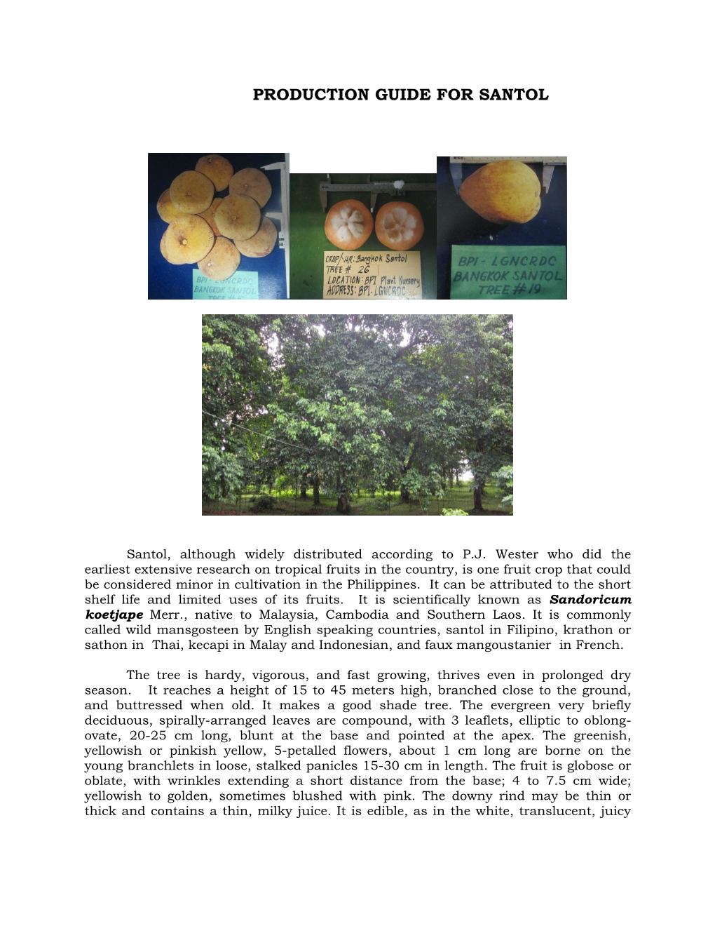 Production Guide for Santol