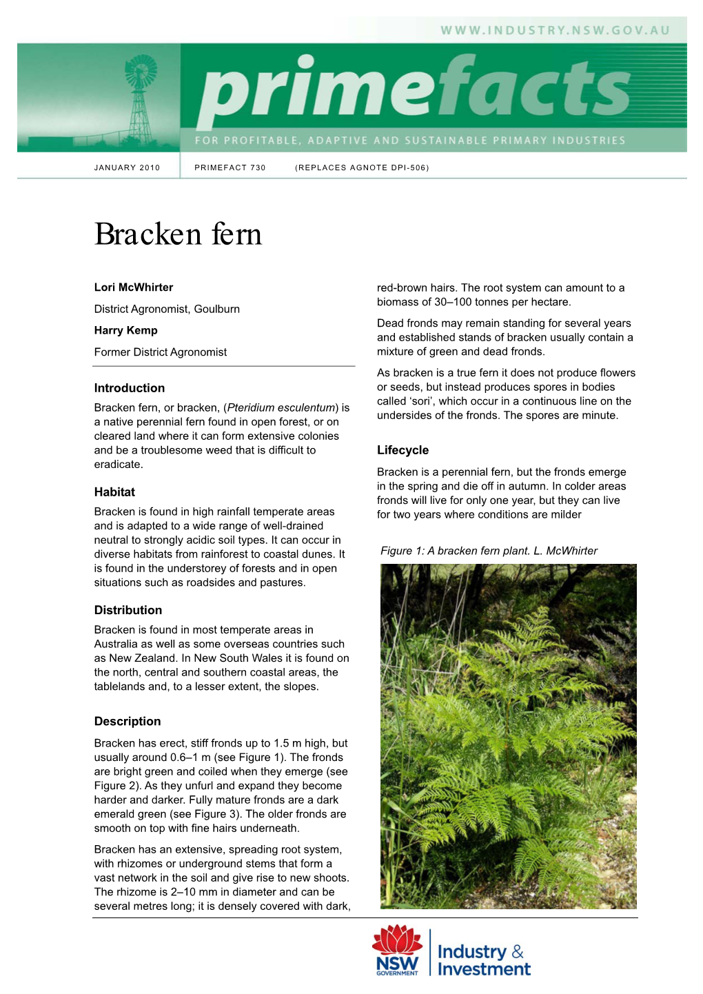 Bracken Fern